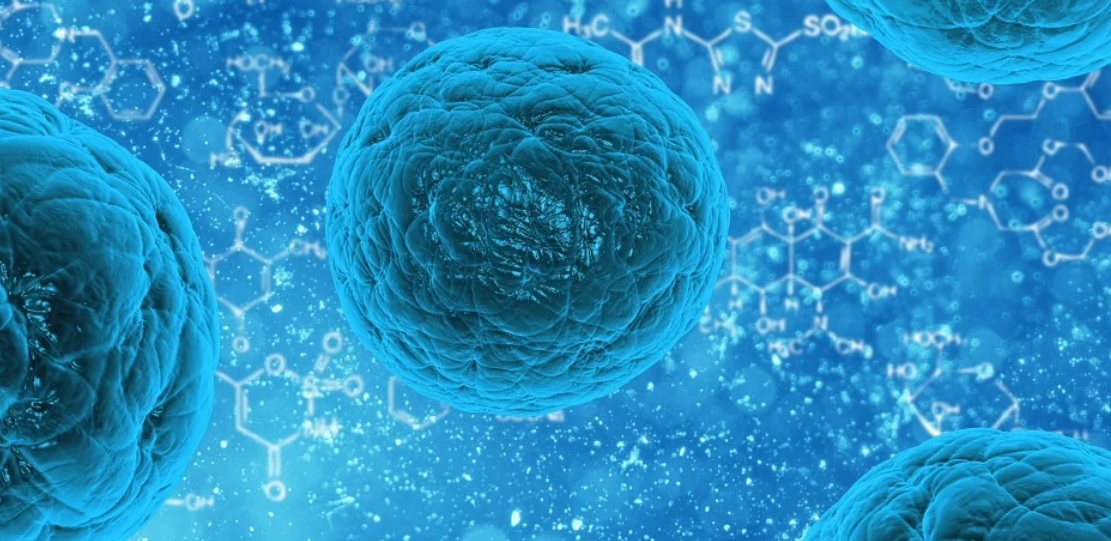 As células T do receptor de antígeno quimérico são células T que foram geneticamente modificadas para produzir um receptor de célula T artificial para
