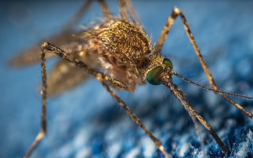 A malária é uma doença infecciosa febril aguda, causada por protozoários transmitidos pela fêmea infectada do mosquito Anopheles